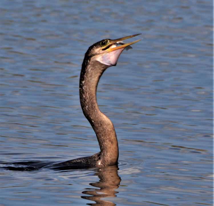 cormorant in water